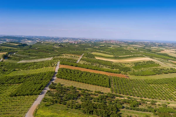 Aerial View Agricultural Fields Cherry Trees Pieria Northern Greece Aerial — Stock Photo, Image