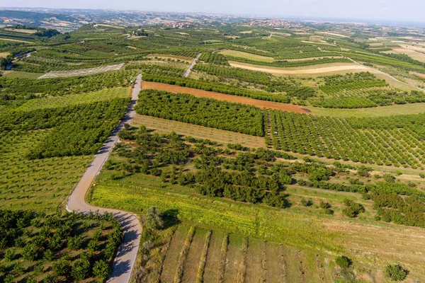 Vista Aérea Sobre Campos Agrícolas Com Cerejeiras Pieria Norte Grécia — Fotografia de Stock
