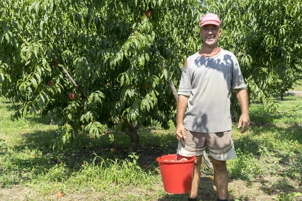 Trabalhadores que recolhem pêssegos de árvores na fábrica de Agricult — Fotografia de Stock