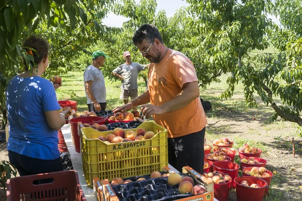 Workers placing ripe peaches in crates at the factory of Agricul — Stock Photo, Image