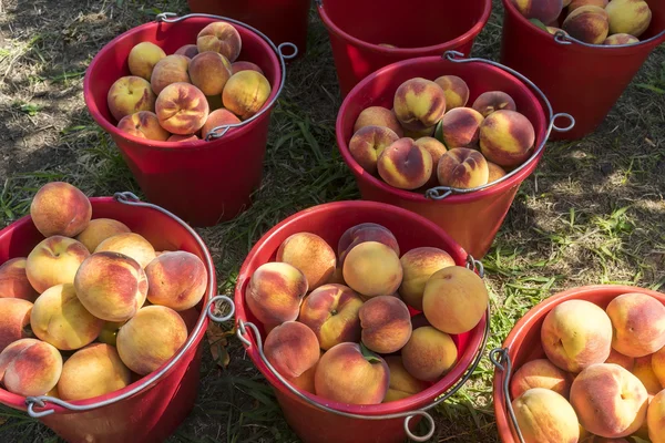 Vers geoogste perziken gestapeld in emmers — Stockfoto