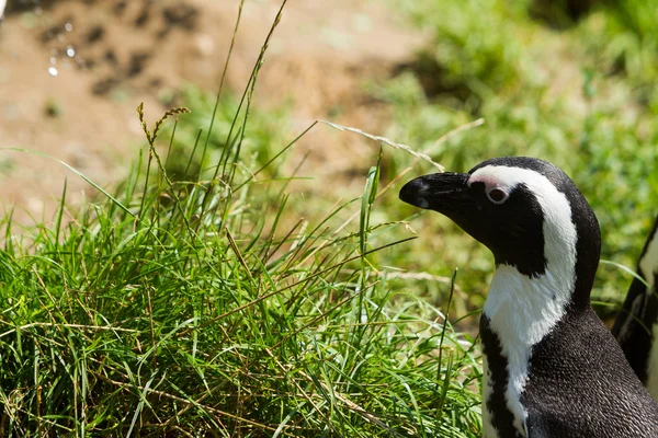 Pingvin i Arnhem Zoo – stockfoto