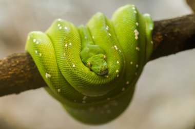 Green tree python snake on a branch with green leaves in Arnhem  clipart