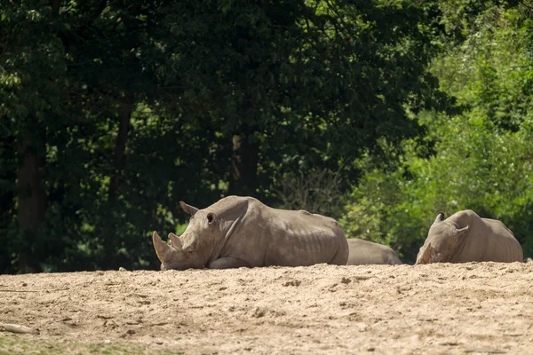 Neushoorn in arnhem dierentuin — Stockfoto