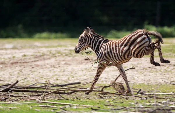 Зебра бегает в зоопарке Арнема — стоковое фото