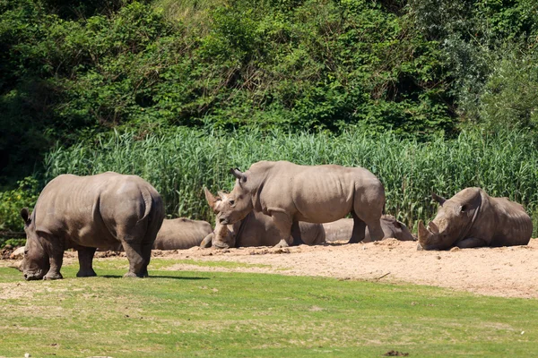 아 른 헴 동물원에 있는 코뿔소 — 스톡 사진