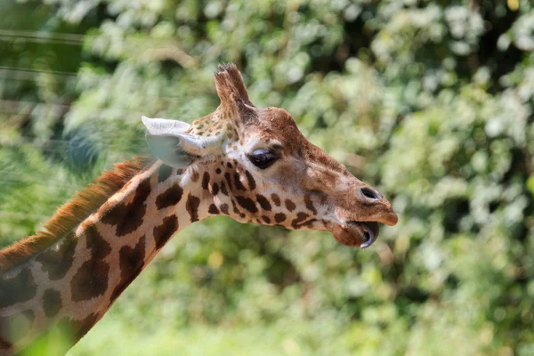 Żyrafa w zoo w arnhem — Zdjęcie stockowe