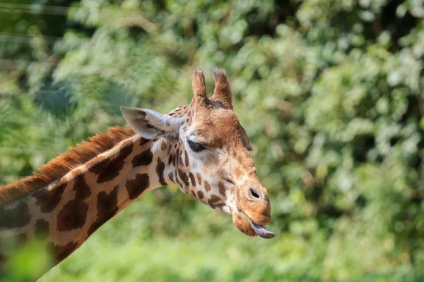 Жираф в зоопарке Арнем — стоковое фото