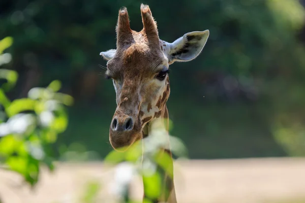 Żyrafa w zoo w arnhem — Zdjęcie stockowe