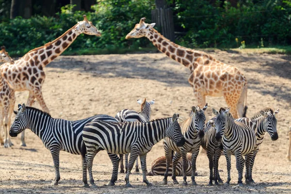 Zebras e Girafas em Jardim Zoológico de Arnhem — Fotografia de Stock