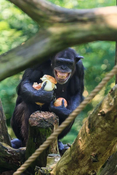 Chimpanzee in Arnhem Zoo — Stock Photo, Image