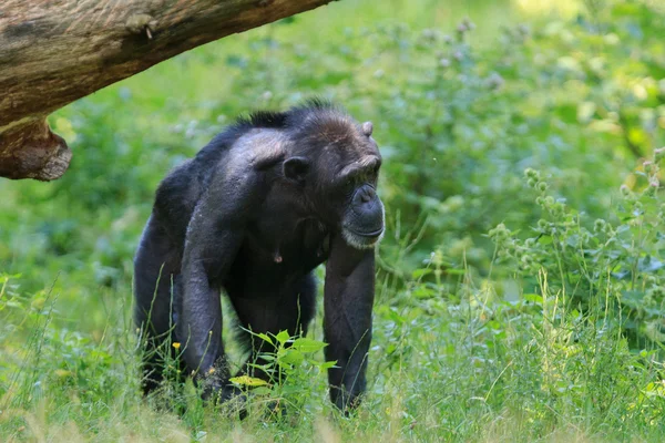 Chimpanzee in Arnhem Zoo — Stock Photo, Image