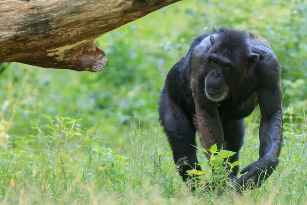 Chimpanzee in Arnhem Zoo — Stock Photo, Image