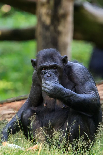 Chimpanzee in Arnhem Zoo — Stock Photo, Image