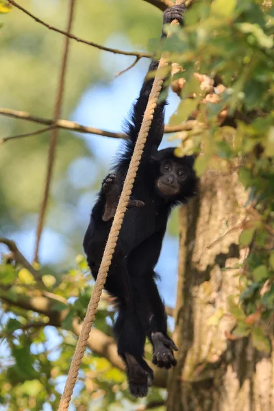 Simpanssi Arnhemin eläintarhassa — kuvapankkivalokuva