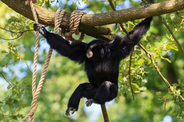 Chimpanzee in Arnhem Zoo — Stock Photo, Image