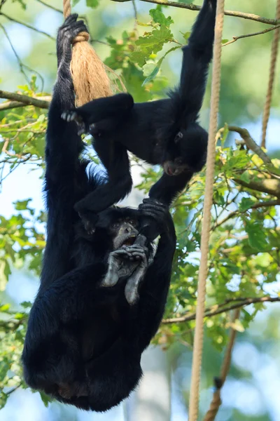 Chimpanzee with baby in Arnhem Zoo — Stock Photo, Image