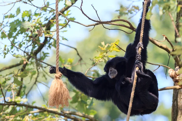 Chimpanzee in Arnhem Zoo — Stock Photo, Image