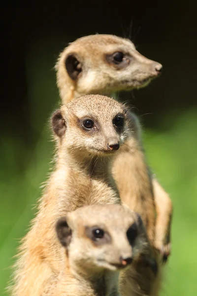 Meerkat (Suricata Suricatta) found in Arnhem Zoo — Stock Photo, Image