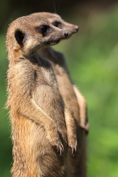 Meerkat (Suricata Suricatta) found in Arnhem Zoo — Stock Photo, Image