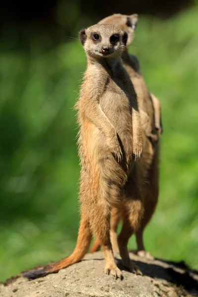 Meerkat (Suricata Suricatta) found in Arnhem Zoo — Stock Photo, Image