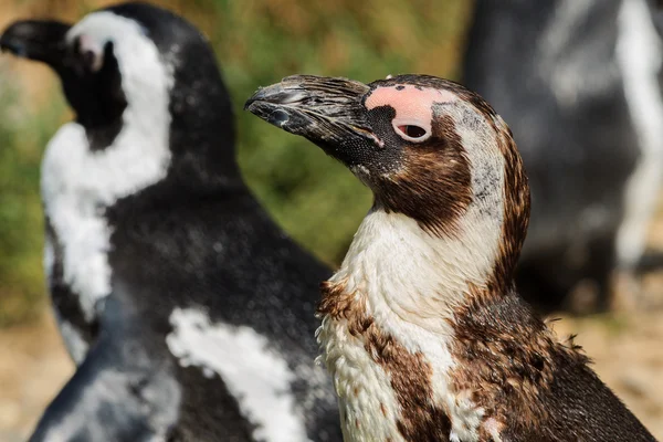 Pingvin i Arnhem Zoo – stockfoto
