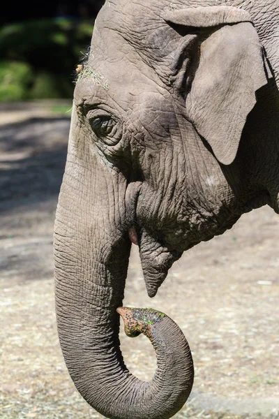 Olifant in de Zoo Arnhem — Stockfoto