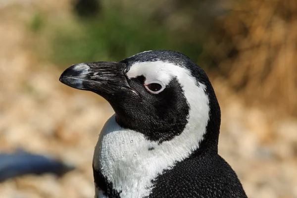 Penguin in Arnhem Zoo — Stock Photo, Image