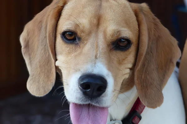 Dog portrait — Stock Photo, Image