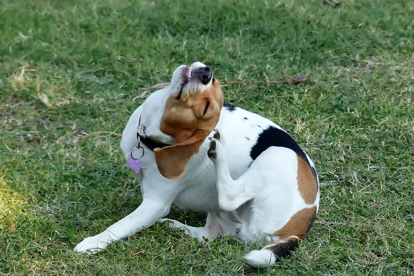 Dog scratching himself behind his ear — Stock Photo, Image