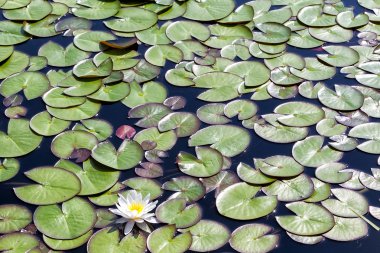 Küçük bir göl üzerinde nilüferler. Doğa arka plan.