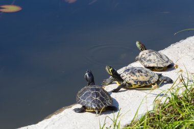 Batı tarafından tatlı su oturan kaplumbağa (chrysemys picta) boyalı 