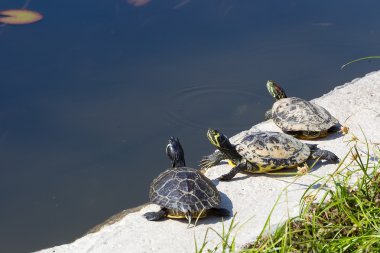 Western painted turtle (chrysemys picta) sitting by fresh water  clipart