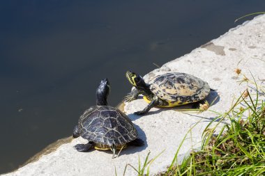 Western painted turtle (chrysemys picta) sitting by fresh water  clipart