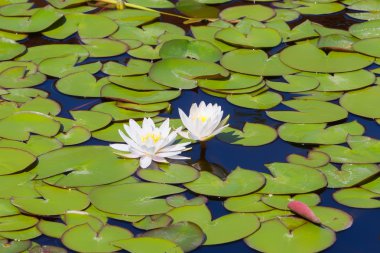 Küçük bir göl üzerinde nilüferler. Doğa arka plan.