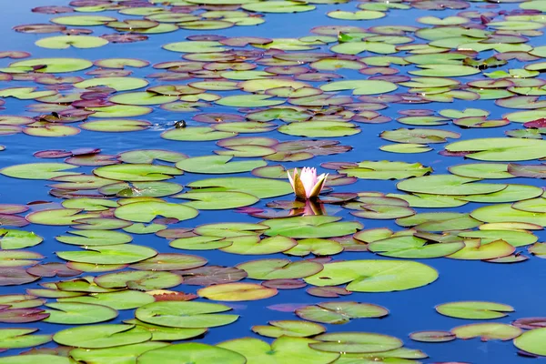 Ninfee su un piccolo lago. Sfondo della natura . — Foto Stock