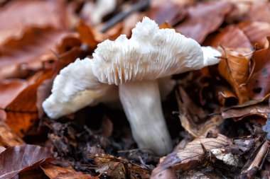 Ormanda yabani mantar