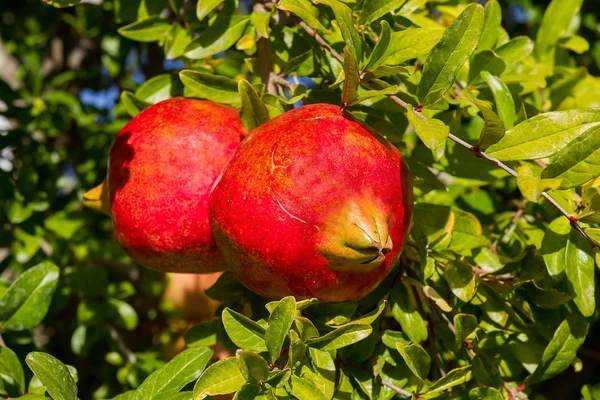 Rama de árbol con fruta de granada madura y roja — Foto de Stock