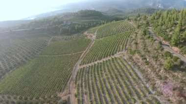 Bağ havadan görünümü