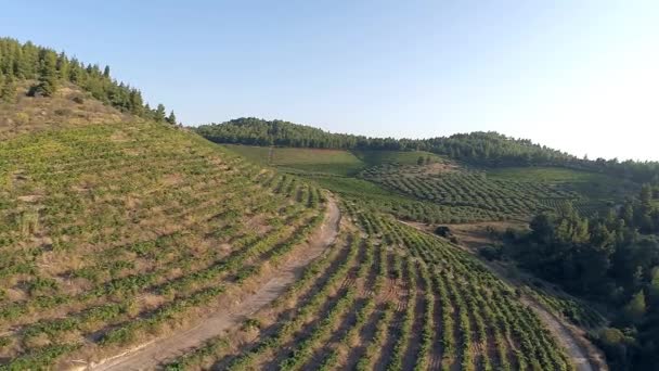 Воздушный вид на виноградник — стоковое видео