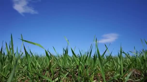 Campo verde y cielo nublado — Vídeos de Stock