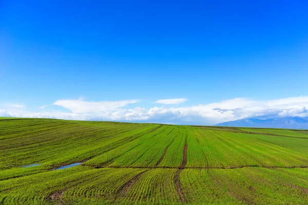 Campo verde com trigo e céu azul brilhante — Fotografia de Stock