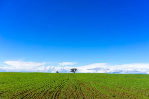 Green field with wheat and bright blue sky — Stock Photo, Image