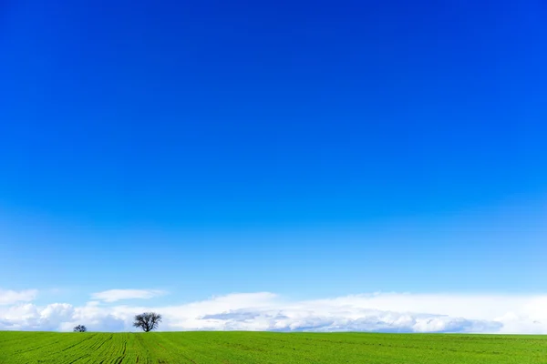 Campo verde con trigo y cielo azul brillante — Foto de Stock