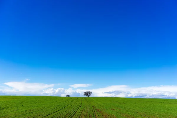 Green field with wheat and bright blue sky — Stock Photo, Image