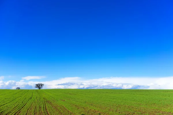 Green field with wheat and bright blue sky — Stock Photo, Image