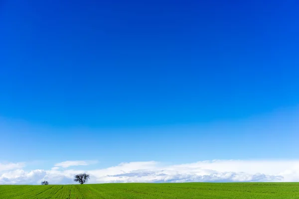 Campo verde con trigo y cielo azul brillante — Foto de Stock