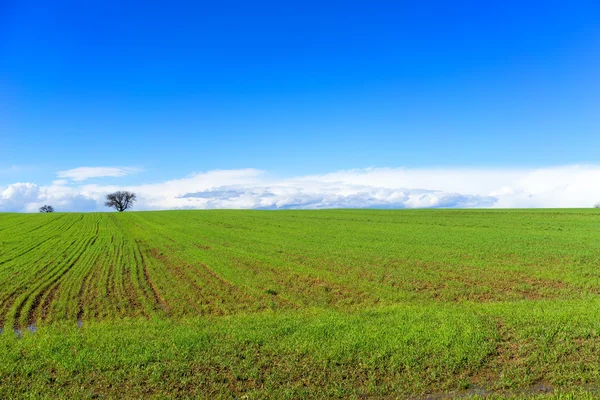 Campo verde com trigo e céu azul brilhante — Fotografia de Stock