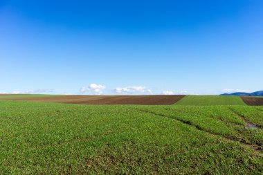 buğday ve parlak mavi gökyüzü ile yeşil alan