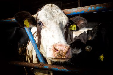 birçok inek besleme büyük cowshed